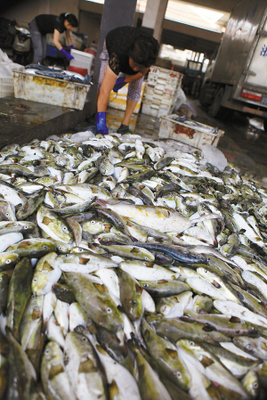 溫嶺松門水產(chǎn)市場驚現(xiàn)野生河豚交易，食品安全警鐘再響