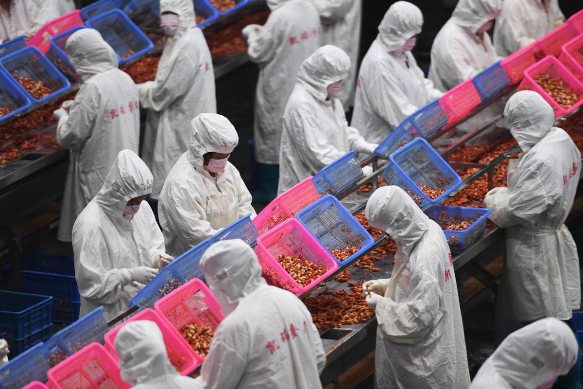 江西彭澤 小龍蝦產(chǎn)業(yè)集群助力農(nóng)村奔小康